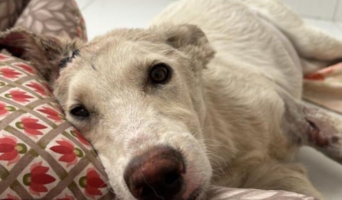 Ajude a Dog resgatada Floquinha - foto 1