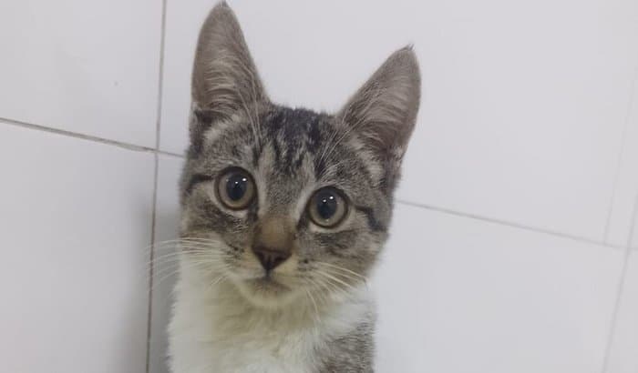 Ajude a cirurgia da Lua - Gatinha atropelada - foto 1